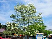 ��y�@�@�����R�@�����@�@�@�����i�Ȗ،������s���s�j�z�[���y�[�W