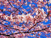 ��y�@�@�����R�@�����@�@�@�����i�Ȗ،������s���s�j�z�[���y�[�W