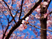 ��y�@�@�����R�@�����@�@�@�����i�Ȗ،������s���s�j�z�[���y�[�W