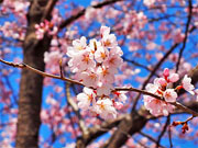 ��y�@�@�����R�@�����@�@�@�����i�Ȗ،������s���s�j�z�[���y�[�W