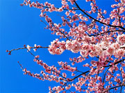 ��y�@�@�����R�@�����@�@�@�����i�Ȗ،������s���s�j�z�[���y�[�W