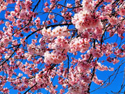 ��y�@�@�����R�@�����@�@�@�����i�Ȗ،������s���s�j�z�[���y�[�W