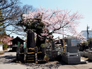 ��y�@�@�����R�@�����@�@�@�����i�Ȗ،������s���s�j�z�[���y�[�W