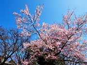 ��y�@�@�����R�@�����@�@�@�����i�Ȗ،������s���s�j�z�[���y�[�W