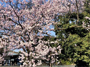 ��y�@�@�����R�@�����@�@�@�����i�Ȗ،������s���s�j�z�[���y�[�W