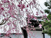 ��y�@�@�����R�@�����@�@�@�����i�Ȗ،������s���s�j�z�[���y�[�W