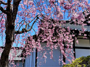 ��y�@�@�����R�@�����@�@�@�����i�Ȗ،������s���s�j�z�[���y�[�W