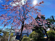 ��y�@�@�����R�@�����@�@�@�����i�Ȗ،������s���s�j�z�[���y�[�W