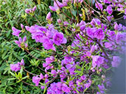 ��y�@�@�����R�@�����@�@�@�����i�Ȗ،������s���s�j�z�[���y�[�W