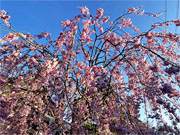 ��y�@�@�����R�@�����@�@�@�����i�Ȗ،������s���s�j�z�[���y�[�W