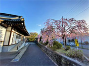 ��y�@�@�����R�@�����@�@�@�����i�Ȗ،������s���s�j�z�[���y�[�W