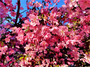 ��y�@�@�����R�@�����@�@�@�����i�Ȗ،������s���s�j�z�[���y�[�W