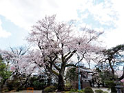 ��y�@�@�����R�@�����@�@�@�����i�Ȗ،������s���s�j�z�[���y�[�W