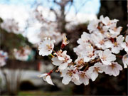 ��y�@�@�����R�@�����@�@�@�����i�Ȗ،������s���s�j�z�[���y�[�W