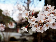 ��y�@�@�����R�@�����@�@�@�����i�Ȗ،������s���s�j�z�[���y�[�W