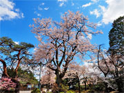 ��y�@�@�����R�@�����@�@�@�����i�Ȗ،������s���s�j�z�[���y�[�W