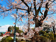 ��y�@�@�����R�@�����@�@�@�����i�Ȗ،������s���s�j�z�[���y�[�W