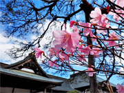 ��y�@�@�����R�@�����@�@�@�����i�Ȗ،������s���s�j�z�[���y�[�W