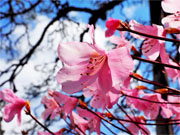 ��y�@�@�����R�@�����@�@�@�����i�Ȗ،������s���s�j�z�[���y�[�W