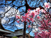 ��y�@�@�����R�@�����@�@�@�����i�Ȗ،������s���s�j�z�[���y�[�W