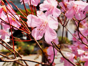 ��y�@�@�����R�@�����@�@�@�����i�Ȗ،������s���s�j�z�[���y�[�W