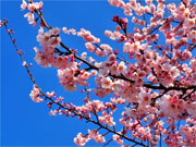 ��y�@�@�����R�@�����@�@�@�����i�Ȗ،������s���s�j�z�[���y�[�W