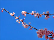 ��y�@�@�����R�@�����@�@�@�����i�Ȗ،������s���s�j�z�[���y�[�W