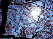 ��y�@�@�����R�@�����@�@�@�����i�Ȗ،������s���s�j�z�[���y�[�W