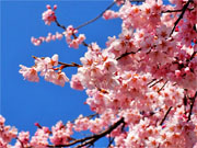 ��y�@�@�����R�@�����@�@�@�����i�Ȗ،������s���s�j�z�[���y�[�W