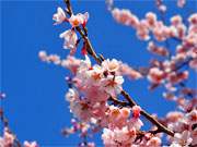 ��y�@�@�����R�@�����@�@�@�����i�Ȗ،������s���s�j�z�[���y�[�W