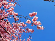 ��y�@�@�����R�@�����@�@�@�����i�Ȗ،������s���s�j�z�[���y�[�W