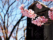 ��y�@�@�����R�@�����@�@�@�����i�Ȗ،������s���s�j�z�[���y�[�W