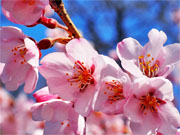 ��y�@�@�����R�@�����@�@�@�����i�Ȗ،������s���s�j�z�[���y�[�W