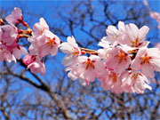 ��y�@�@�����R�@�����@�@�@�����i�Ȗ،������s���s�j�z�[���y�[�W