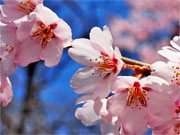 ��y�@�@�����R�@�����@�@�@�����i�Ȗ،������s���s�j�z�[���y�[�W