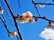 ��y�@�@�����R�@�����@�@�@�����i�Ȗ،������s���s�j�z�[���y�[�W