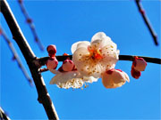 ��y�@�@�����R�@�����@�@�@�����i�Ȗ،������s���s�j�z�[���y�[�W