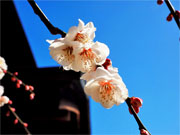 ��y�@�@�����R�@�����@�@�@�����i�Ȗ،������s���s�j�z�[���y�[�W