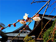 ��y�@�@�����R�@�����@�@�@�����i�Ȗ،������s���s�j�z�[���y�[�W