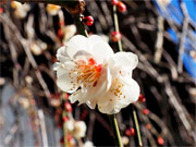 ��y�@�@�����R�@�����@�@�@�����i�Ȗ،������s���s�j�z�[���y�[�W