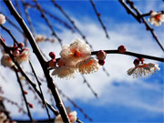 ��y�@�@�����R�@�����@�@�@�����i�Ȗ،������s���s�j�z�[���y�[�W