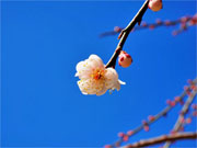 ��y�@�@�����R�@�����@�@�@�����i�Ȗ،������s���s�j�z�[���y�[�W