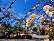 ��y�@�@�����R�@�����@�@�@�����i�Ȗ،������s���s�j�z�[���y�[�W