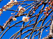 ��y�@�@�����R�@�����@�@�@�����i�Ȗ،������s���s�j�z�[���y�[�W