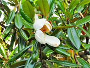 ��y�@�@�����R�@�����@�@�@�����i�Ȗ،������s���s�j�z�[���y�[�W