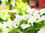 ��y�@�@�����R�@�����@�@�@�����i�Ȗ،������s���s�j�z�[���y�[�W