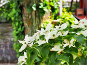 ��y�@�@�����R�@�����@�@�@�����i�Ȗ،������s���s�j�z�[���y�[�W