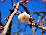 ��y�@�@�����R�@�����@�@�@�����i�Ȗ،������s���s�j�z�[���y�[�W