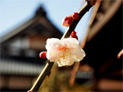 ��y�@�@�����R�@�����@�@�@�����i�Ȗ،������s���s�j�z�[���y�[�W