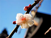 ��y�@�@�����R�@�����@�@�@�����i�Ȗ،������s���s�j�z�[���y�[�W